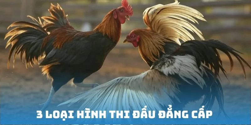 3 loại hình thi đấu đá gà đẳng cấp nhất