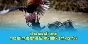 Đá gà cựa sắt