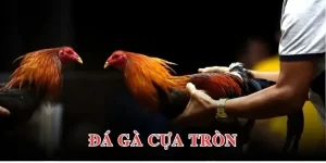 Đá gà cựa tròn
