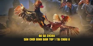 SV388 đá gà hấp dẫn