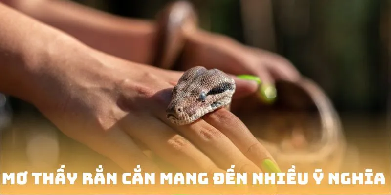 Mơ thấy rắn cắn mang đến nhiều ý nghĩa sâu xa